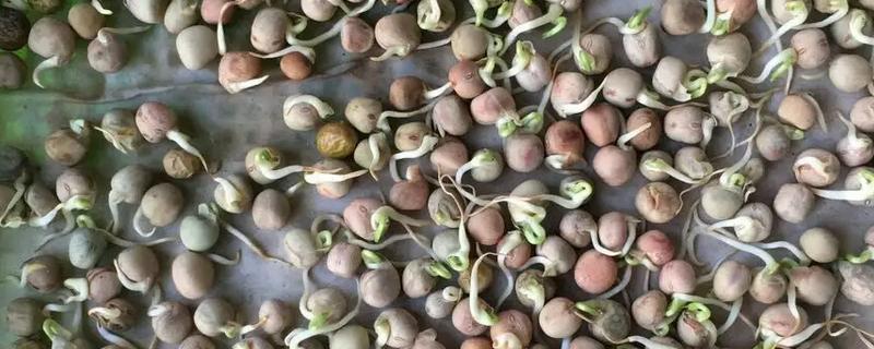 豌豆种子售价，附种植要点