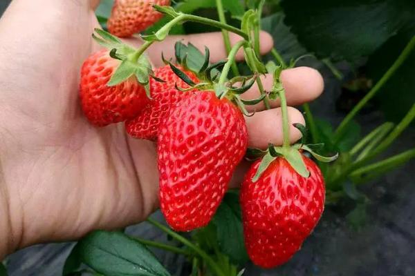 草莓的生长周期