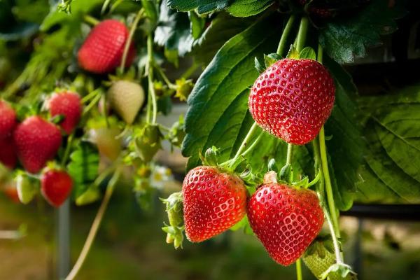 草莓的生长周期