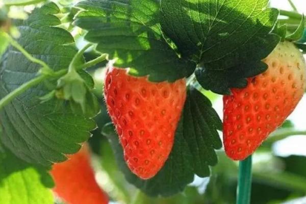 草莓打农药吗