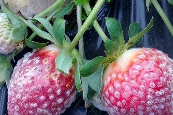 草莓苗期用药表
