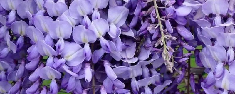常见的紫藤花种类有哪些，种植注意事项