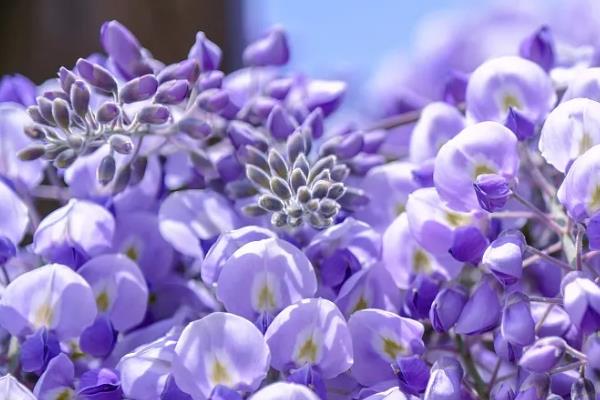常见的紫藤花种类，附种植注意事项