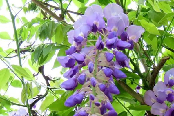 常见的紫藤花种类，附种植注意事项
