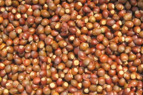 红豆杉种子价格，附种子繁殖方法