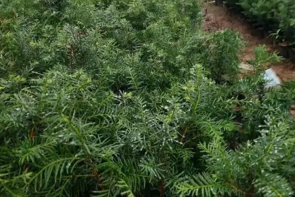 红豆杉种子价格，附种子繁殖方法