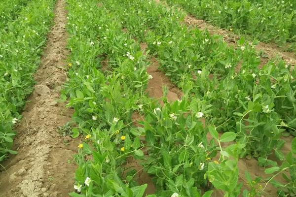 种植豌豆如何浇水和施肥，种植管理技术介绍