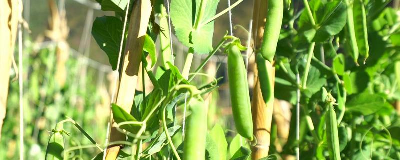 种植豌豆如何浇水和施肥，种植管理技术介绍
