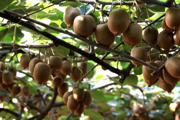 猕猴桃多少钱一斤，分析种植前景与效益