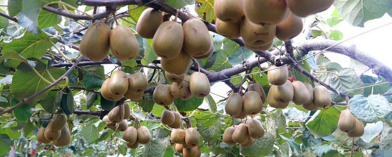 猕猴桃种子售价，附种植技术