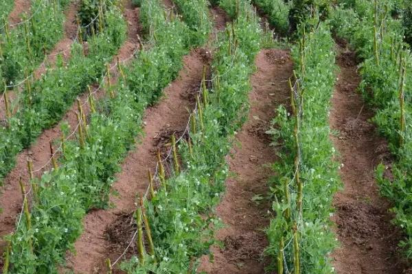 豌豆的亩产量是多少，附种植技术