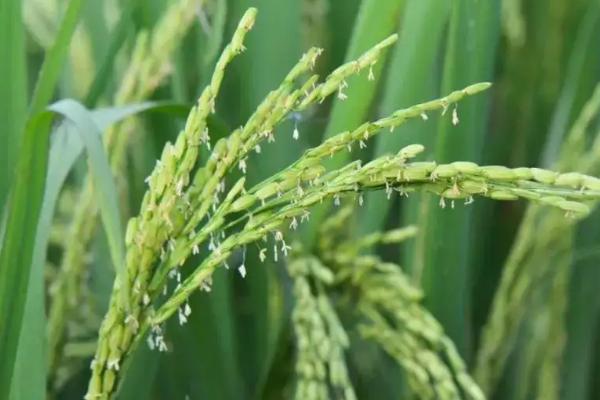 水稻扬花期下大雨会不会产生影响
