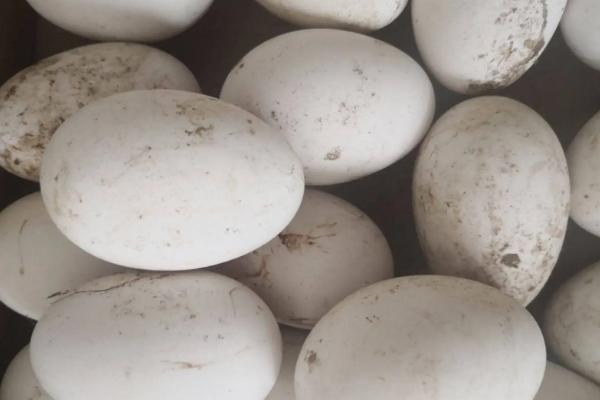 鹅一年产多少个蛋
