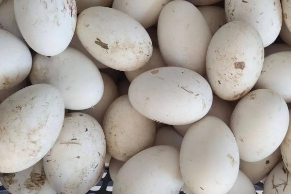 鹅一年产多少个蛋