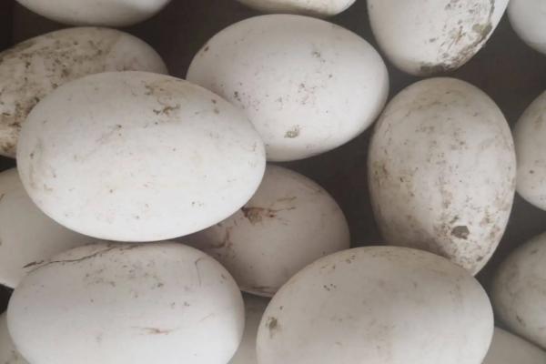 鹅蛋要孵化多久才能孵出小鹅