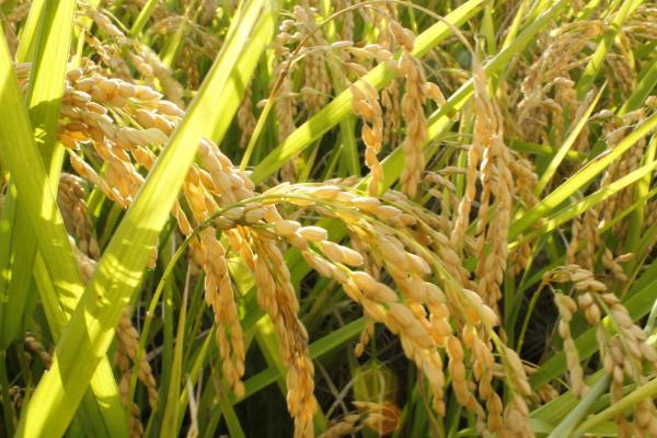 水稻的生长周期是多久