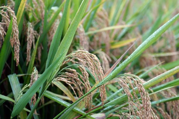 水稻的生长周期是多久