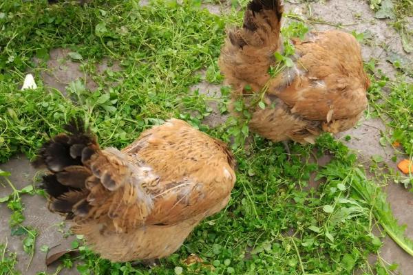 鸡吃了打过草甘膦的杂草是否有救