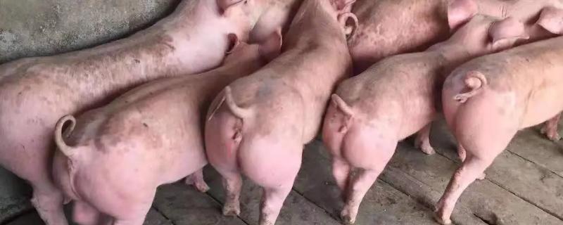 二元母猪和三元母猪有什么区别