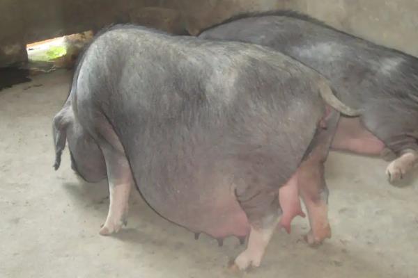 母猪生产前征兆