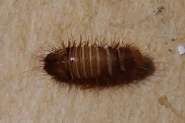 床上有皮蠹幼虫对人体有害