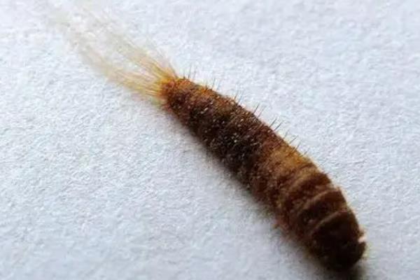 床上有皮蠹幼虫对人体有害