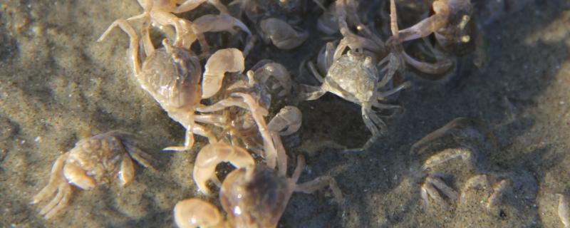 海里抓的螃蟹如何饲养