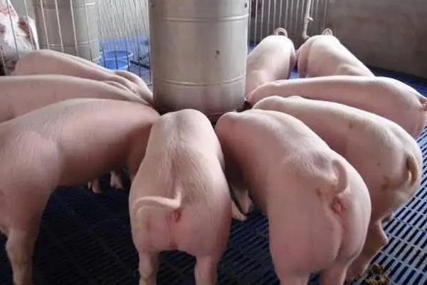 一头猪能出多少斤肉