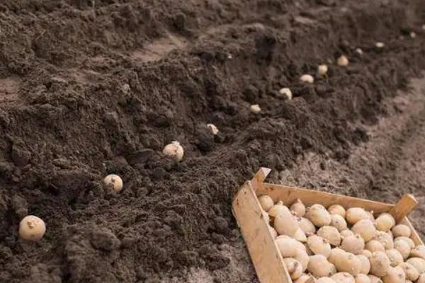 土豆一亩地需要多少斤种子