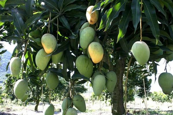 芒果的种植前景，种植成本与利润分析