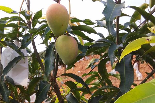 芒果的种植前景，种植成本与利润分析