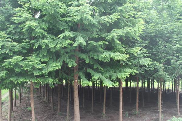 美国红杉树苗多少钱一棵，附种植要点