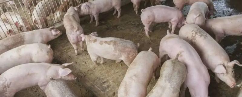 如何正确计算猪的体重