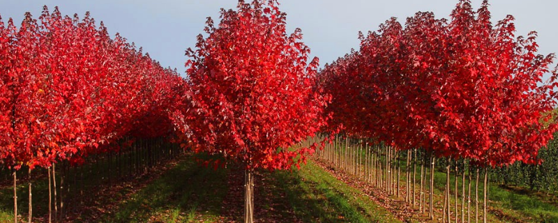 种植美国红枫能赚钱吗，如何种植美国红枫种子