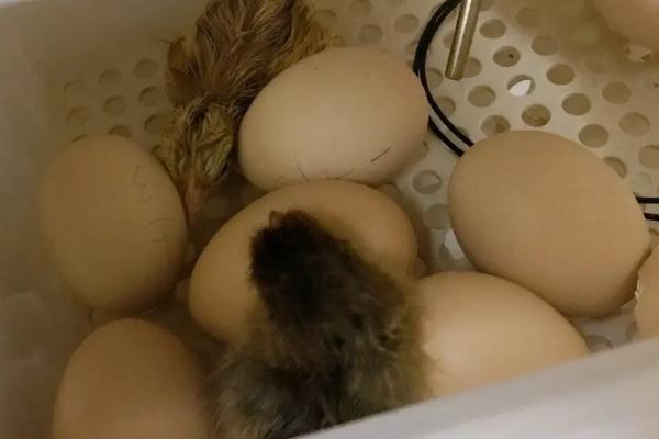 鸡蛋孵化多少天才适合照蛋