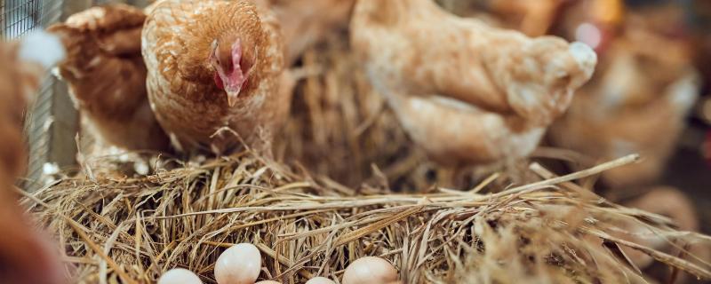 如何避免鸡吃自己下的蛋