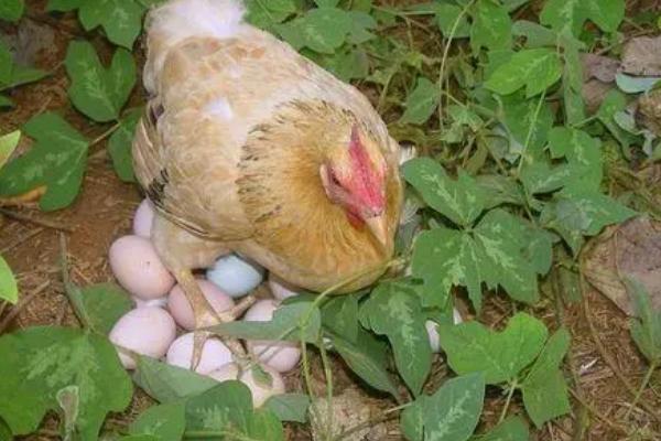 如何避免鸡吃自己下的蛋