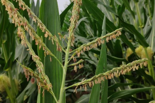 玉米授粉期打杀虫药是否会影响产量