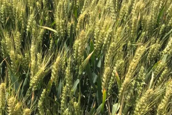 2021年矮杆高产小麦种介绍