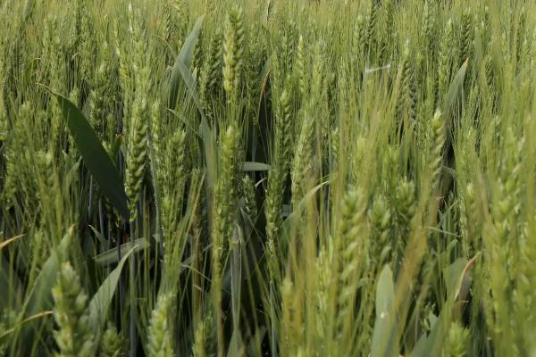 2021年矮杆高产小麦种介绍