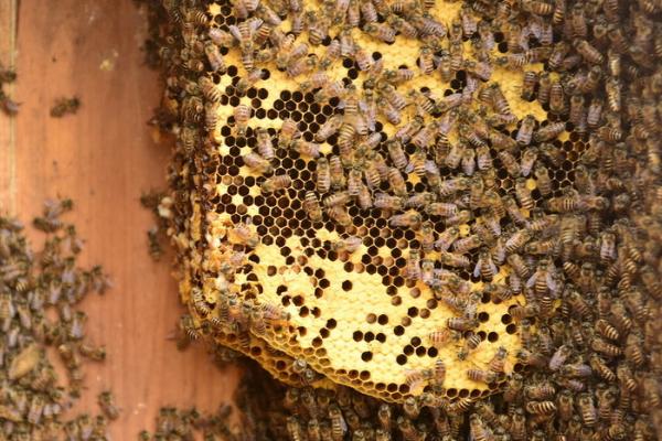 蜜蜂分家前的征兆