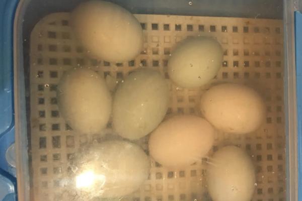 鸭蛋的孵化方法