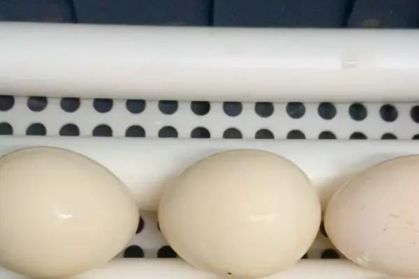 鸭蛋的孵化方法