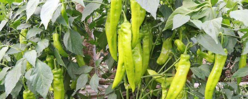 青椒如何种植与管理