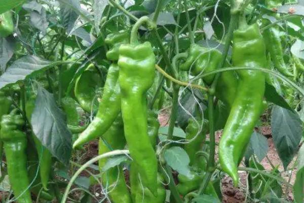 青椒如何种植与管理