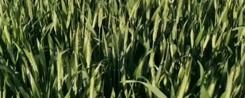 小麦灌浆期是什么意思