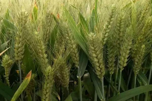 小麦灌浆期是什么意思