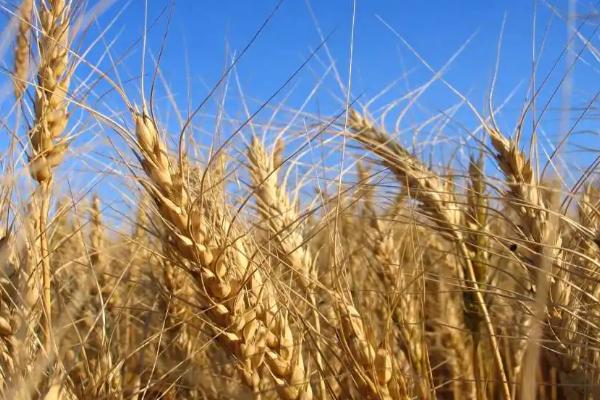 小麦灌浆期是什么时间
