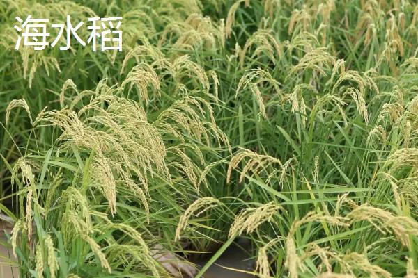 海水稻有什么特点