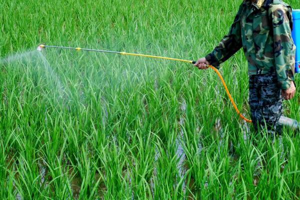 二甲四氯钠对水稻有什么影响